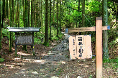 旧東海道 箱根宿の杉並木