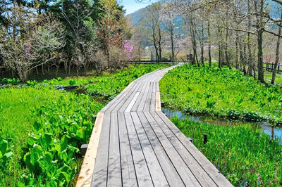 箱根湿生花園